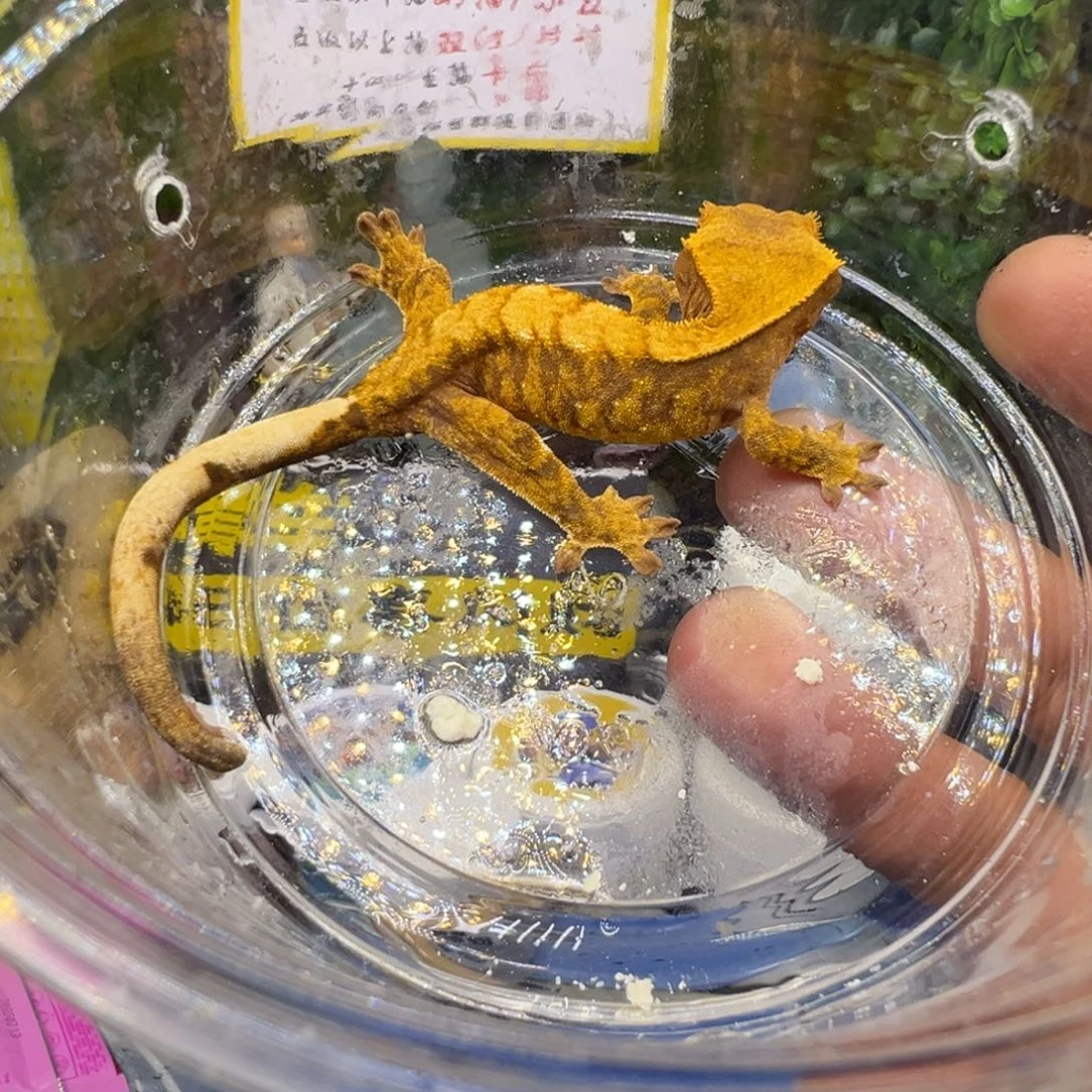 睫角守宫超级小丑