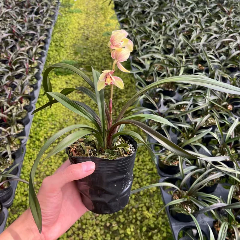 建兰-红草彩荷 兰花 国兰 稀有奇叶浓香型兰草