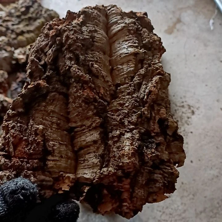 木一物一拍一物一发