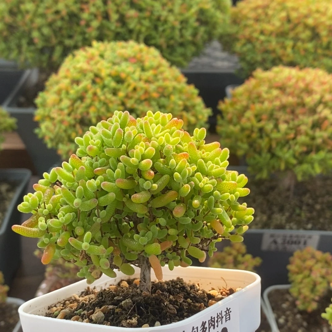 蜜橘糖球2052枝干番杏