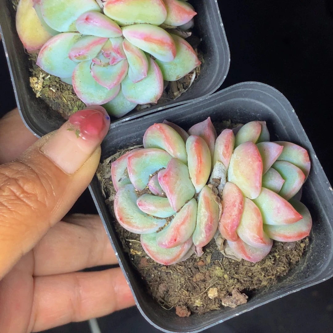 泡芙双头。 （满9.99包邮不满9.99发叶子）