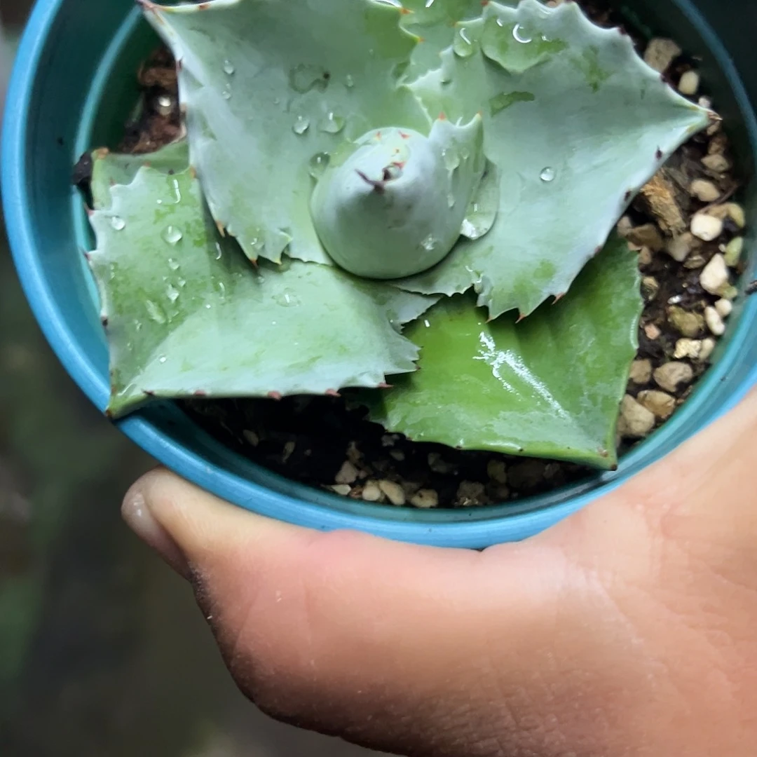 斌**李圆叶侏儒鲸植物