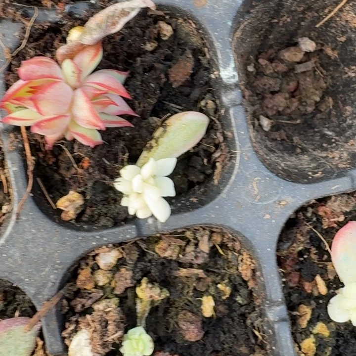 高瓷白麦秆锦红莲组合424