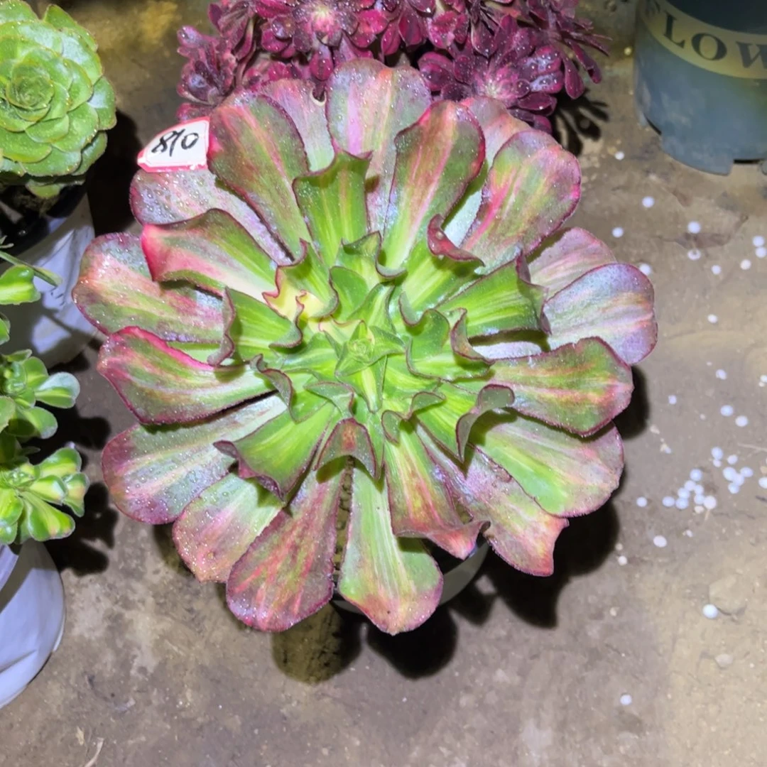 810多肉植物魅影七彩中班