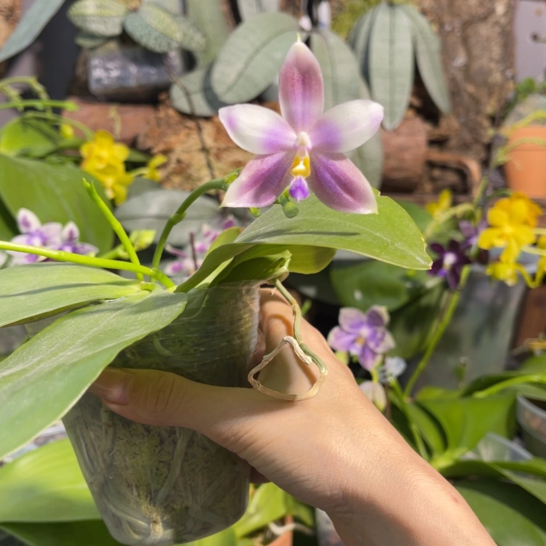 完全开放蝴蝶兰原生种