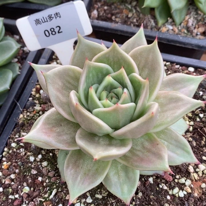D082- 直播福利 虎皮星星锦