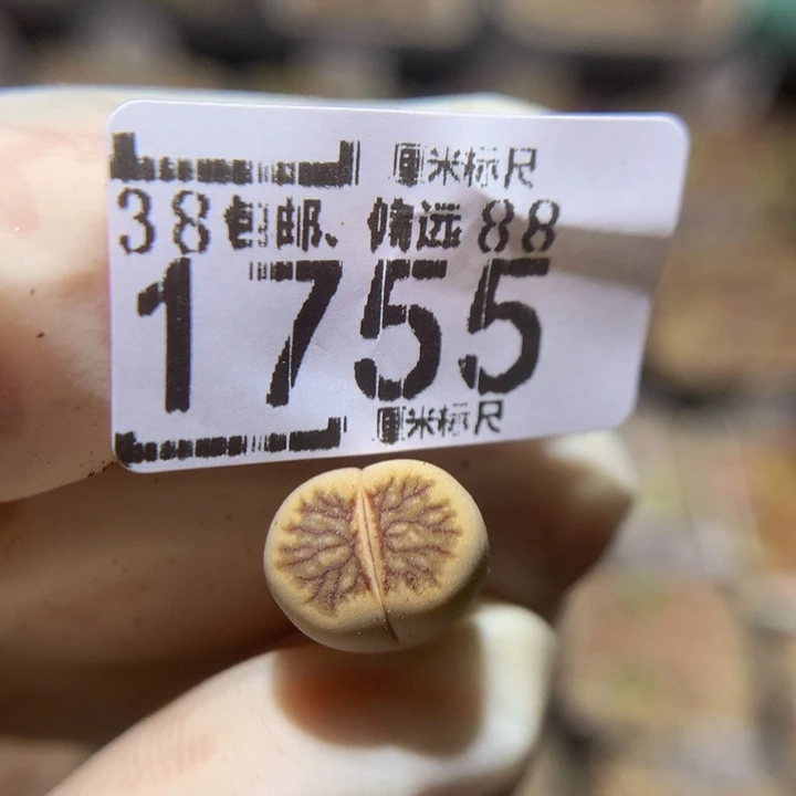 花****。Sss精品生石花1755