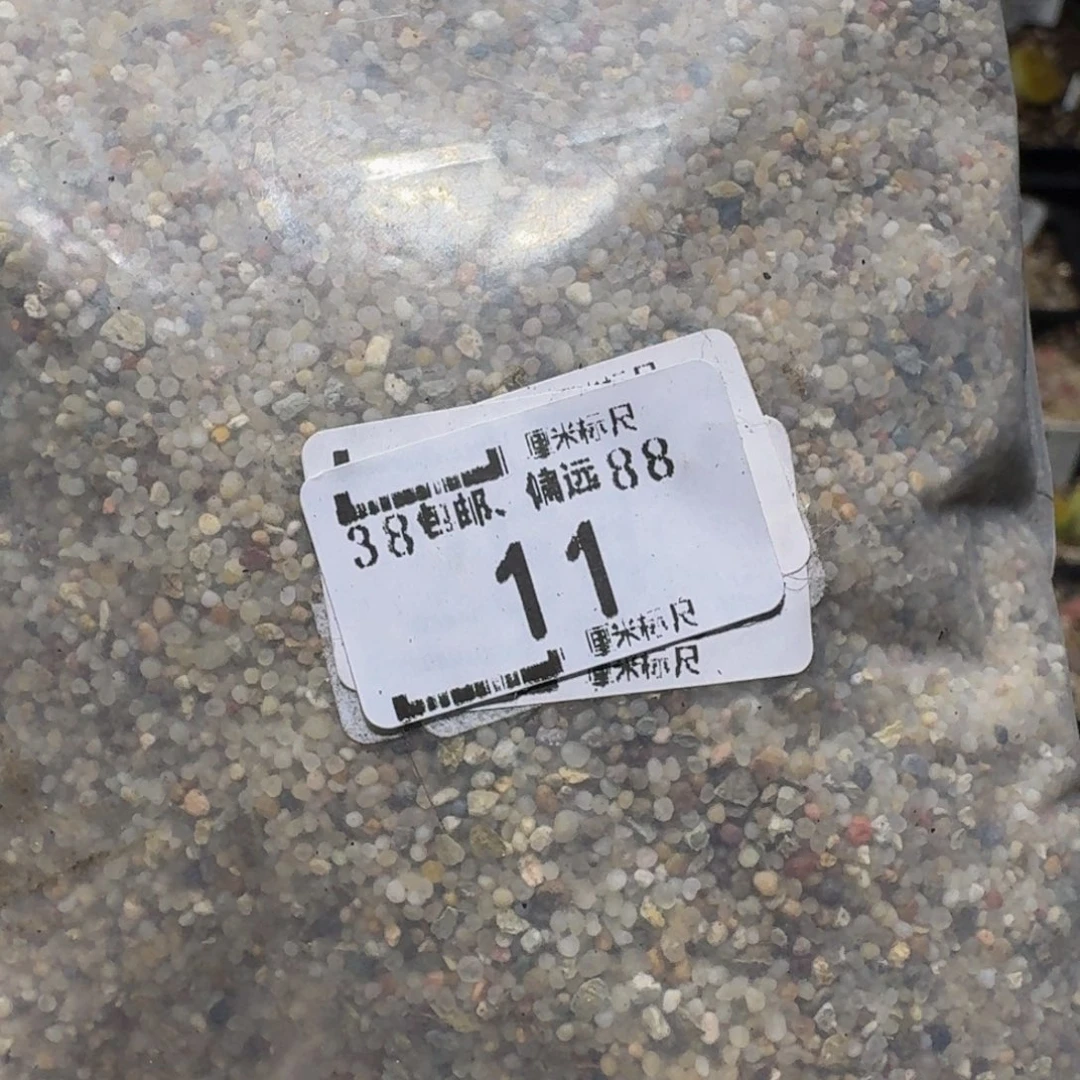 zzzz生石花肉锥子11