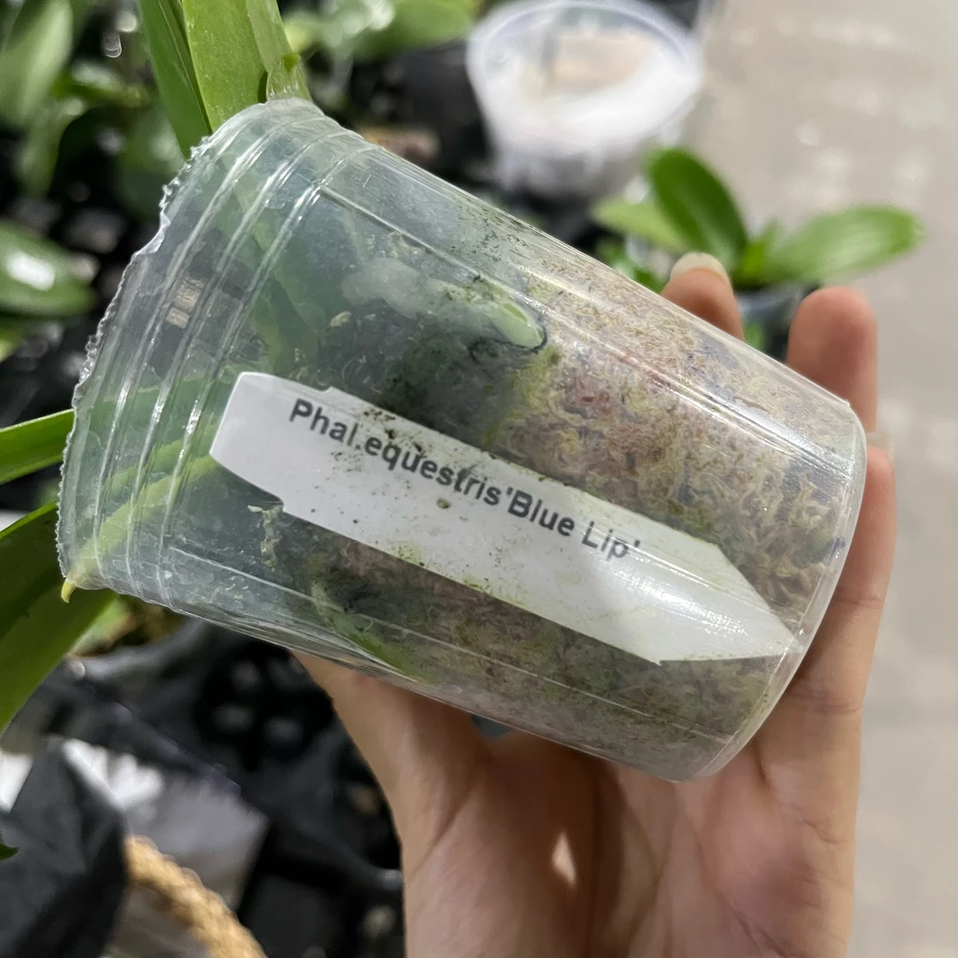 2.5寸 蓝唇EQ-开花株【苗价 花不保损】 无根叶瑕  原生趣味 蝴蝶兰