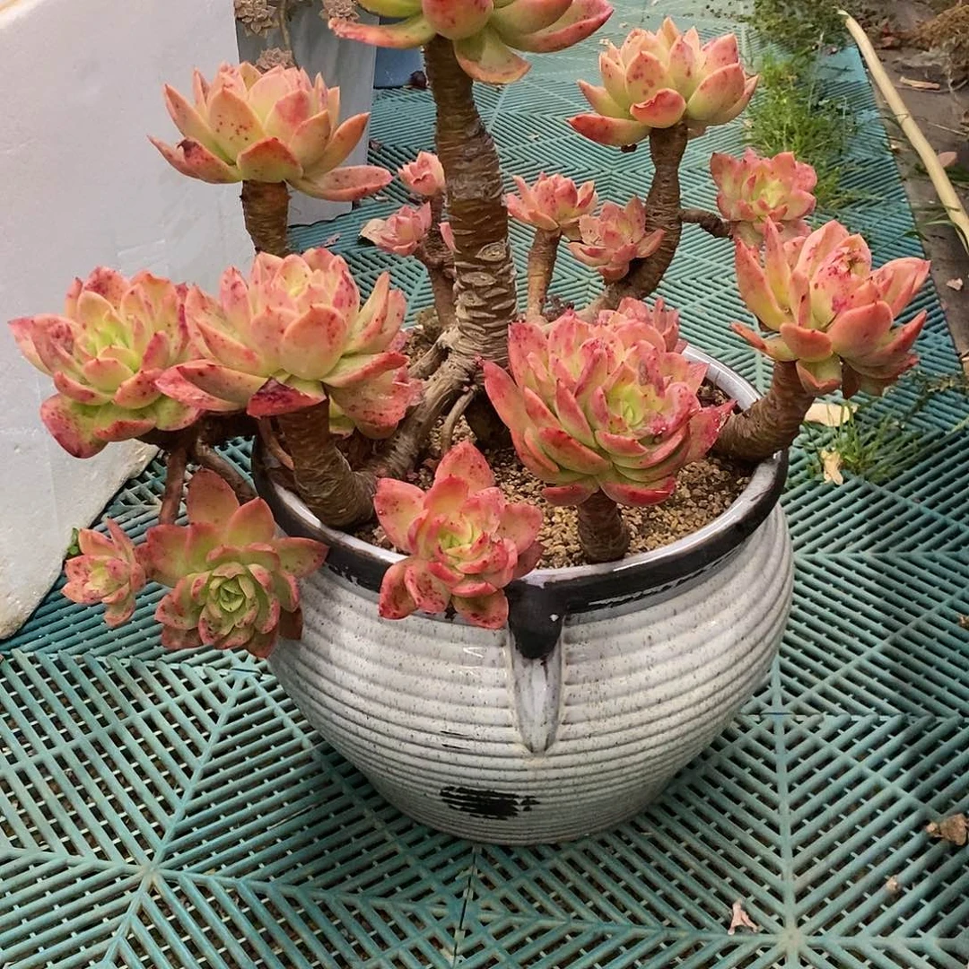 我***妹老桩金辉多肉带盆