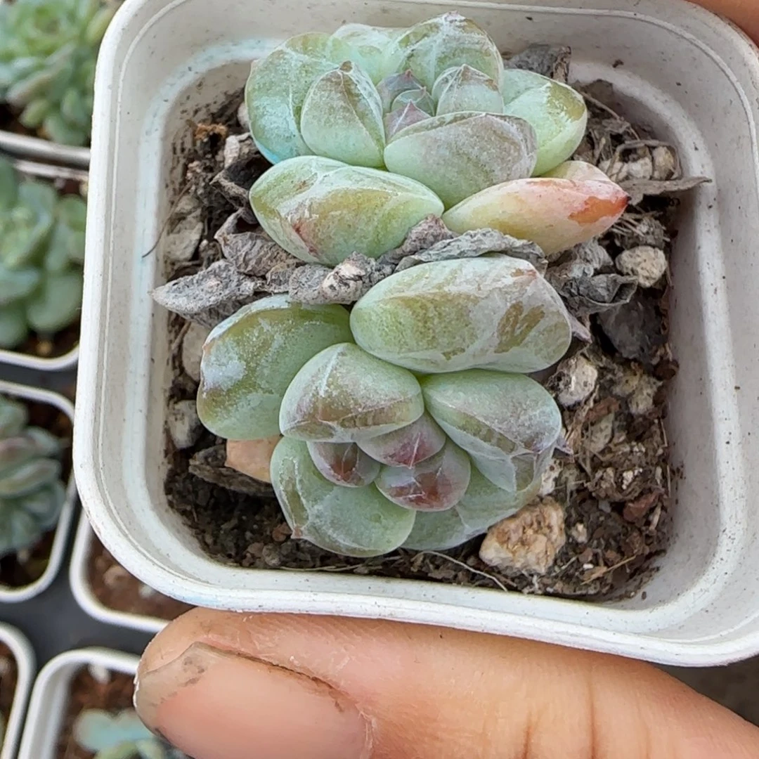 小卡拉米糖心一物一拍