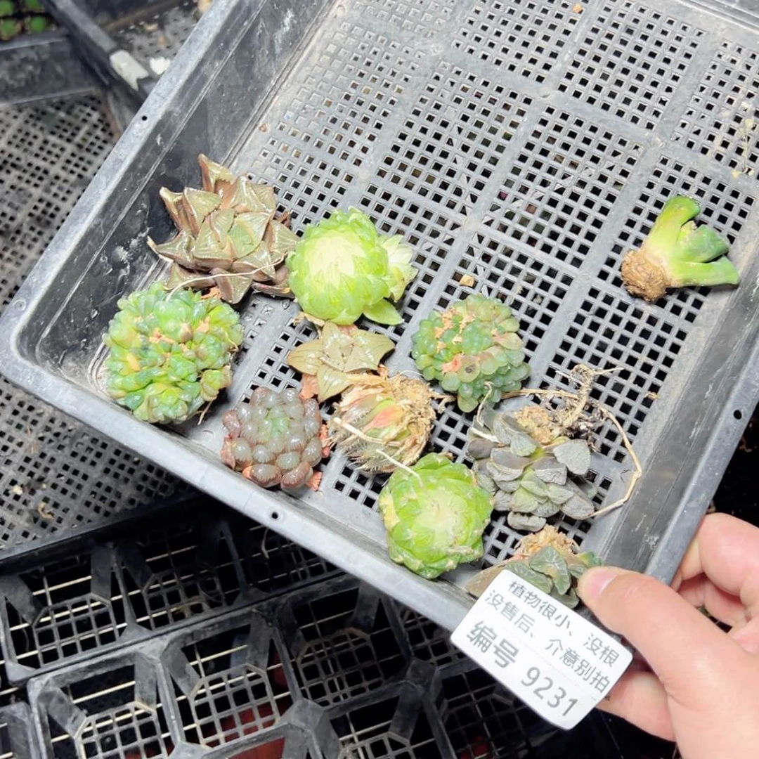 大*胖9231没根多肉小苗，没售后，介意别拍，一物一拍