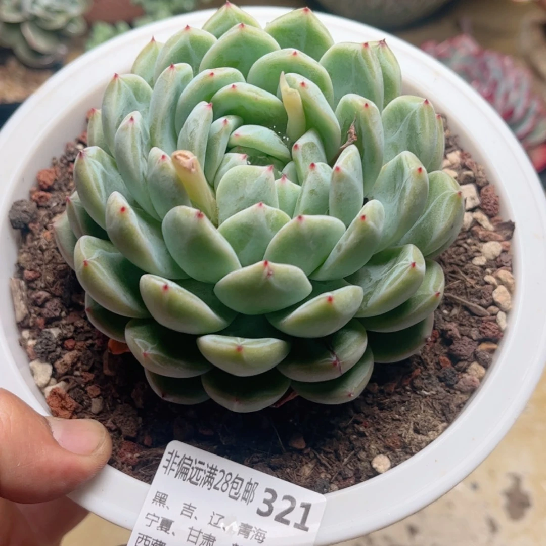 【闪购商品】321雪花珍妮