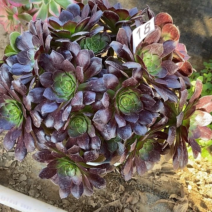 万黑无主头118多肉不包断