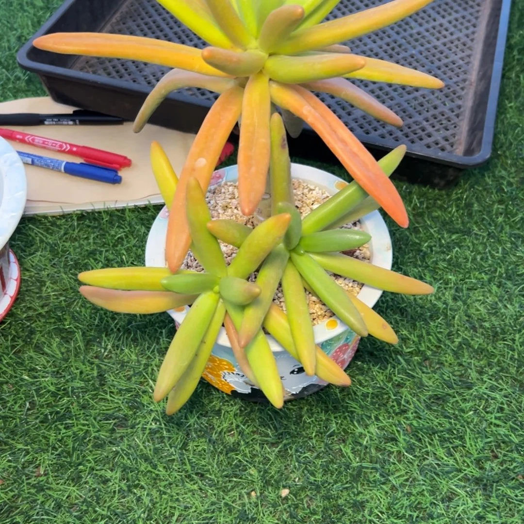 星***空耶，子，树。三头大。发货 姐……