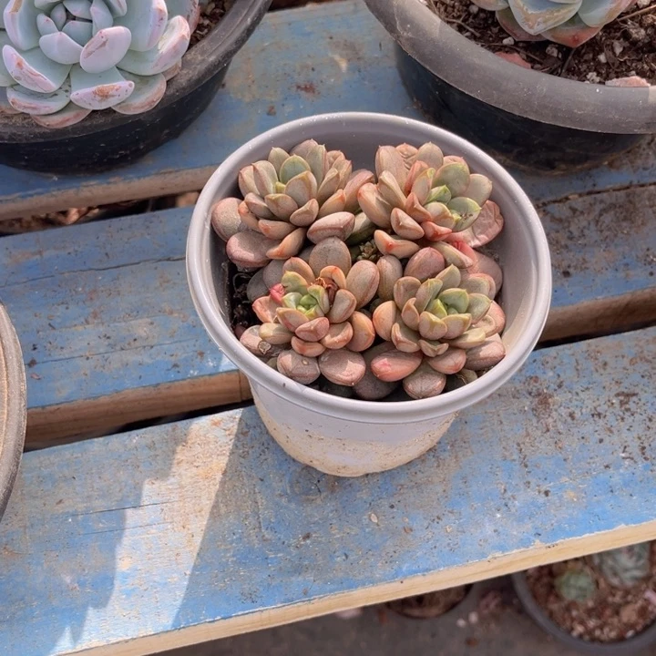 请***己葡萄群生，官服10