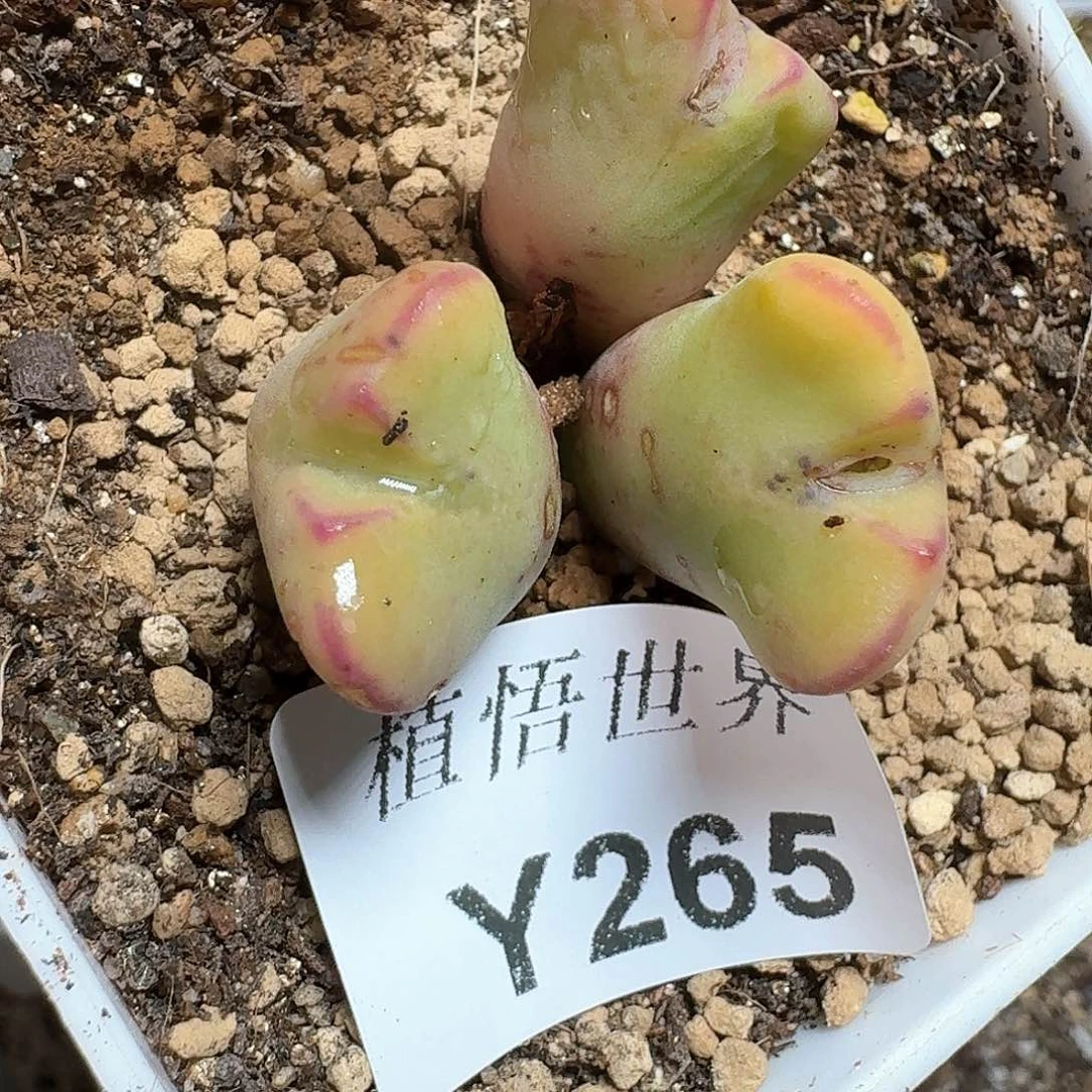 265号多肉植物哇d