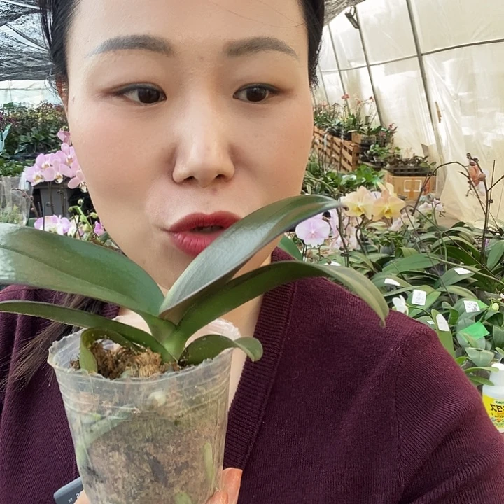 无花朵哈根达斯蝴蝶兰