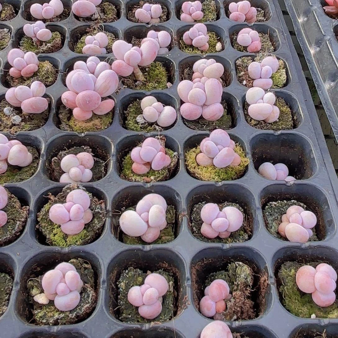 实生奶酪一颗量拍