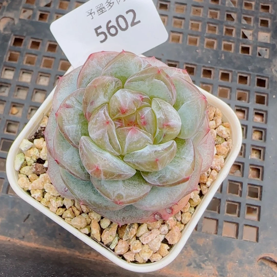 甜心石化，5602多肉植物