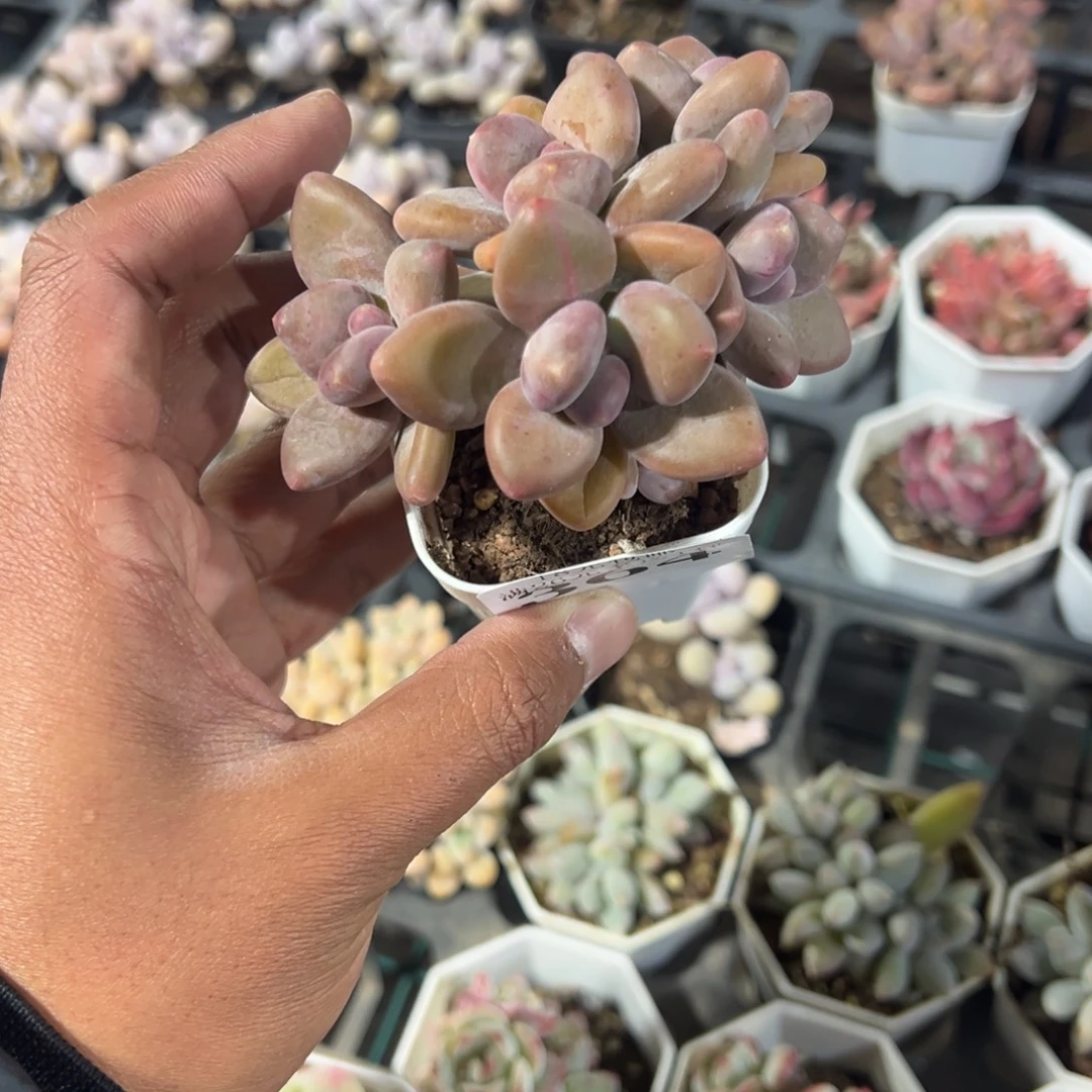 1***9364号五头KK奶酪一物一拍