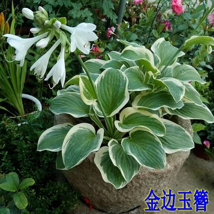 玉簪花苗庭院绿化苗盆栽花卉绿植花边青叶金边玉簪植物当年开花