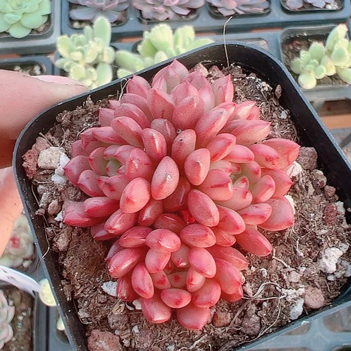 红宝石精品多肉植物