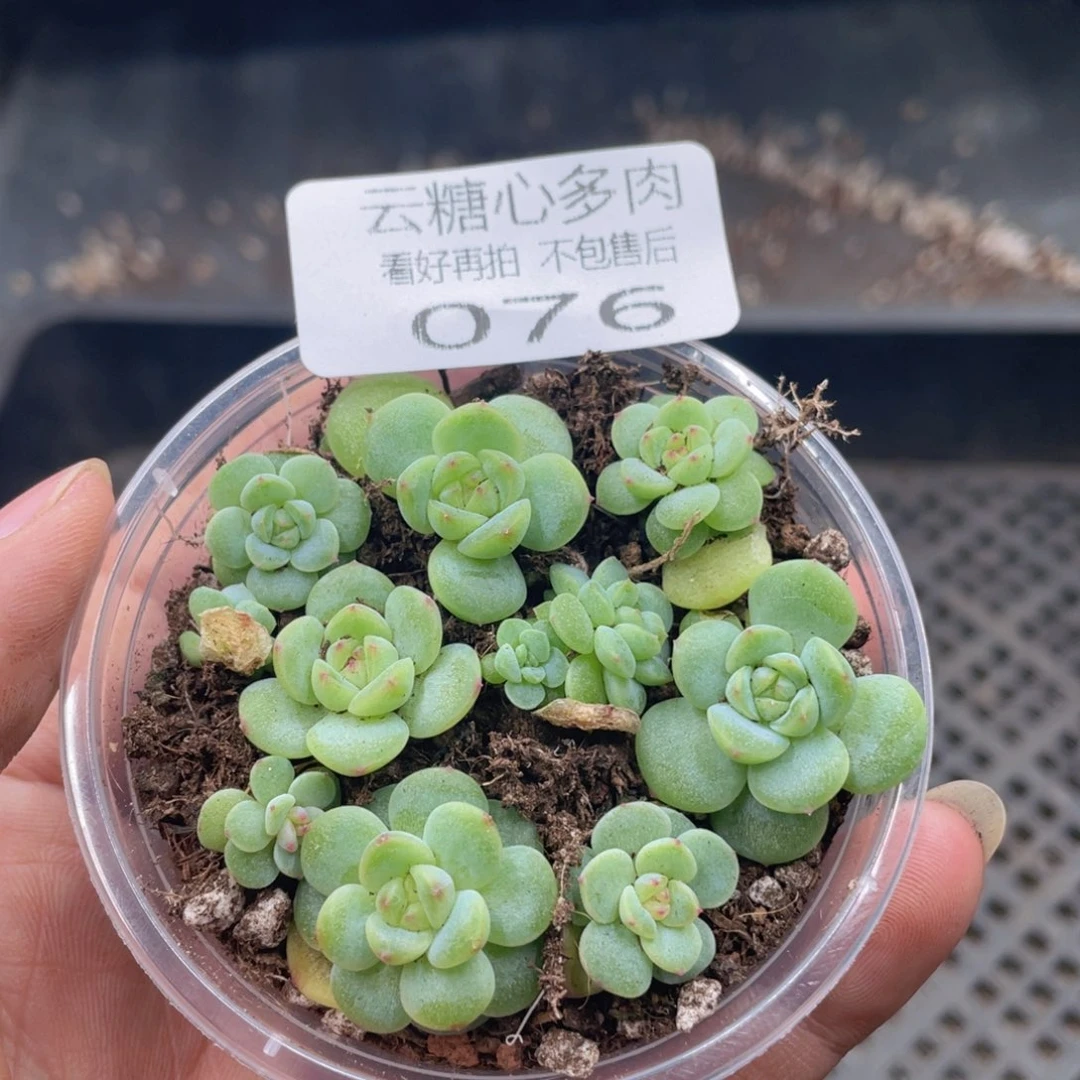 云糖心多肉植物76