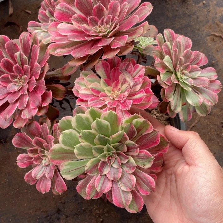 773铜花顺多肉12345789