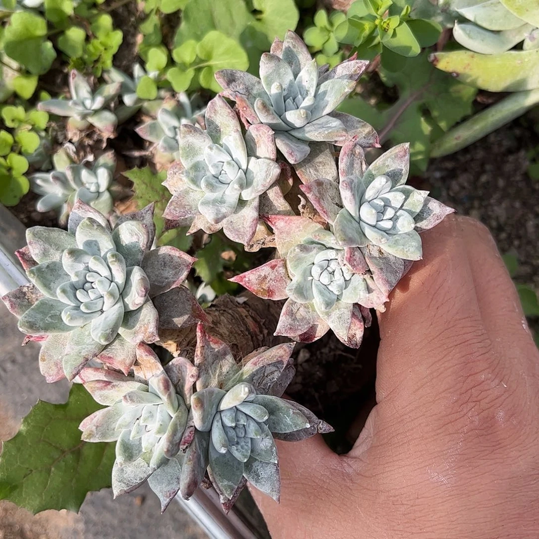 8566刘丹白菊仙女杯多肉