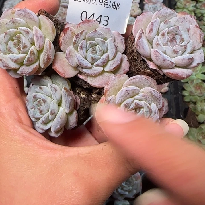 不知名谈心443号拍一颗发五颗