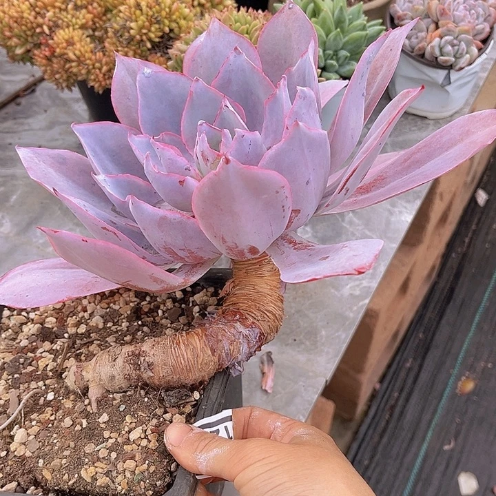 晚霞3128多肉植物
