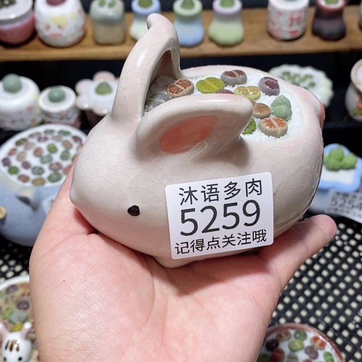 带盆土植物 一物一拍5259