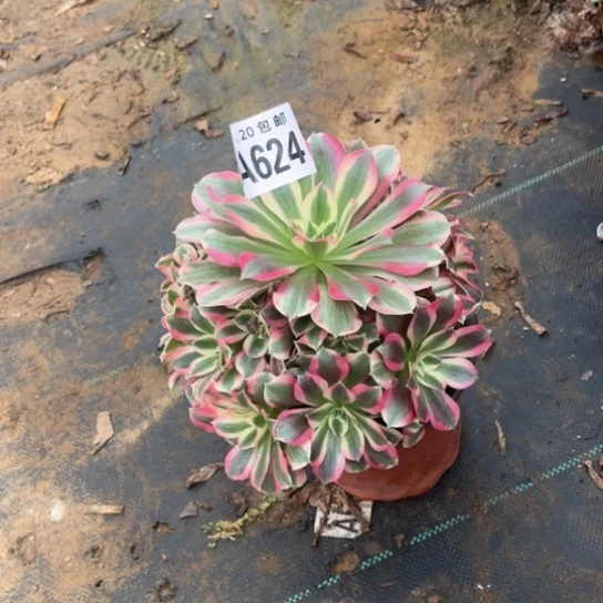 624女巫法师不包断枝