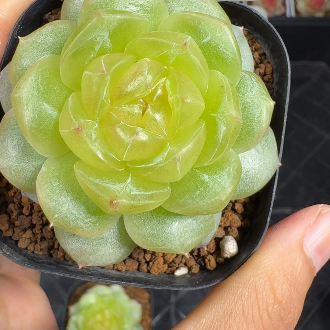 0917-106-追月单头