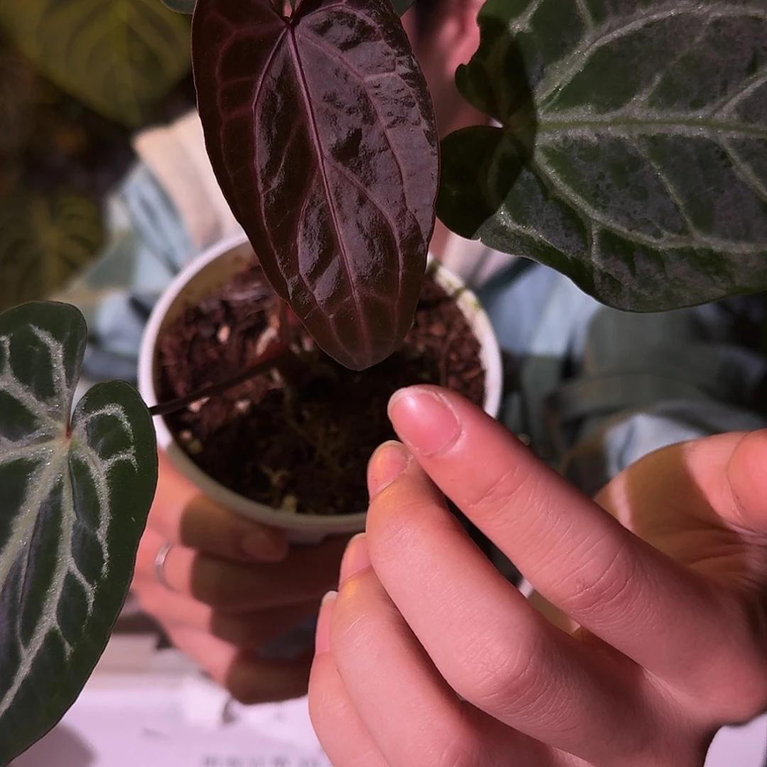 不开花植物E11紫骑士杂skg银