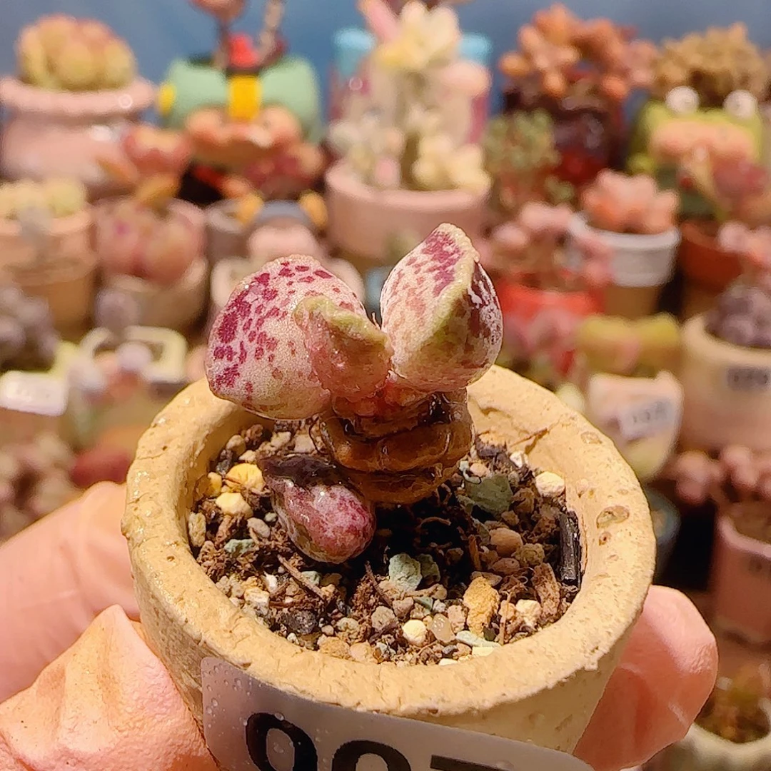 T猫耳海豹盆口2.5cm