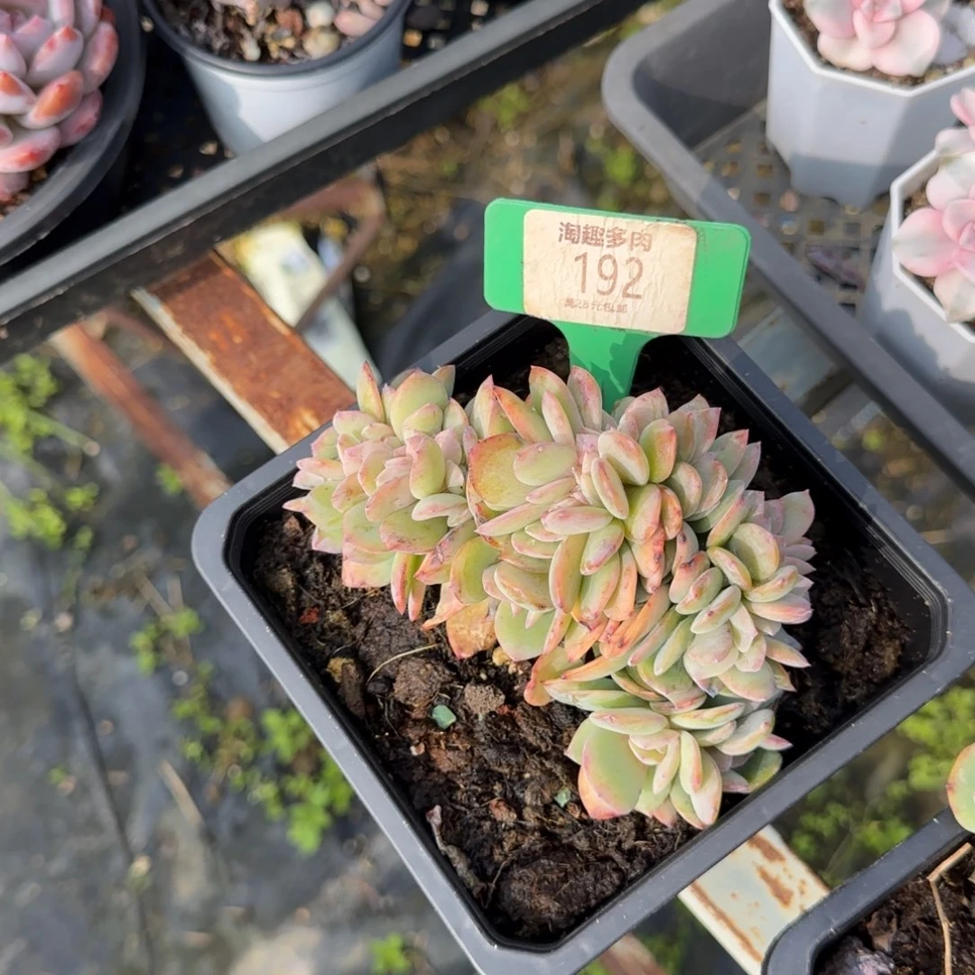 多肉植物白风缀化