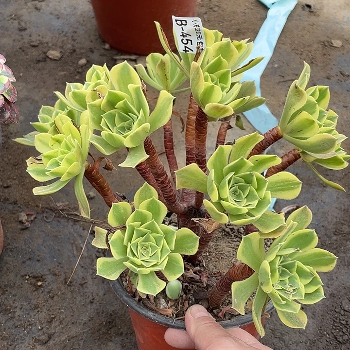 454清梦多肉植物法师