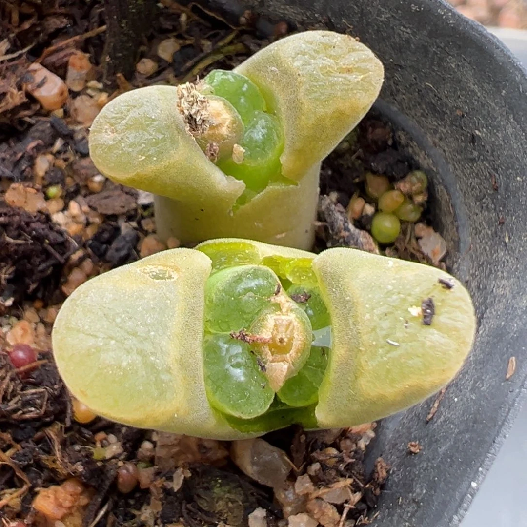 3.3好看的多肉脱土发货338