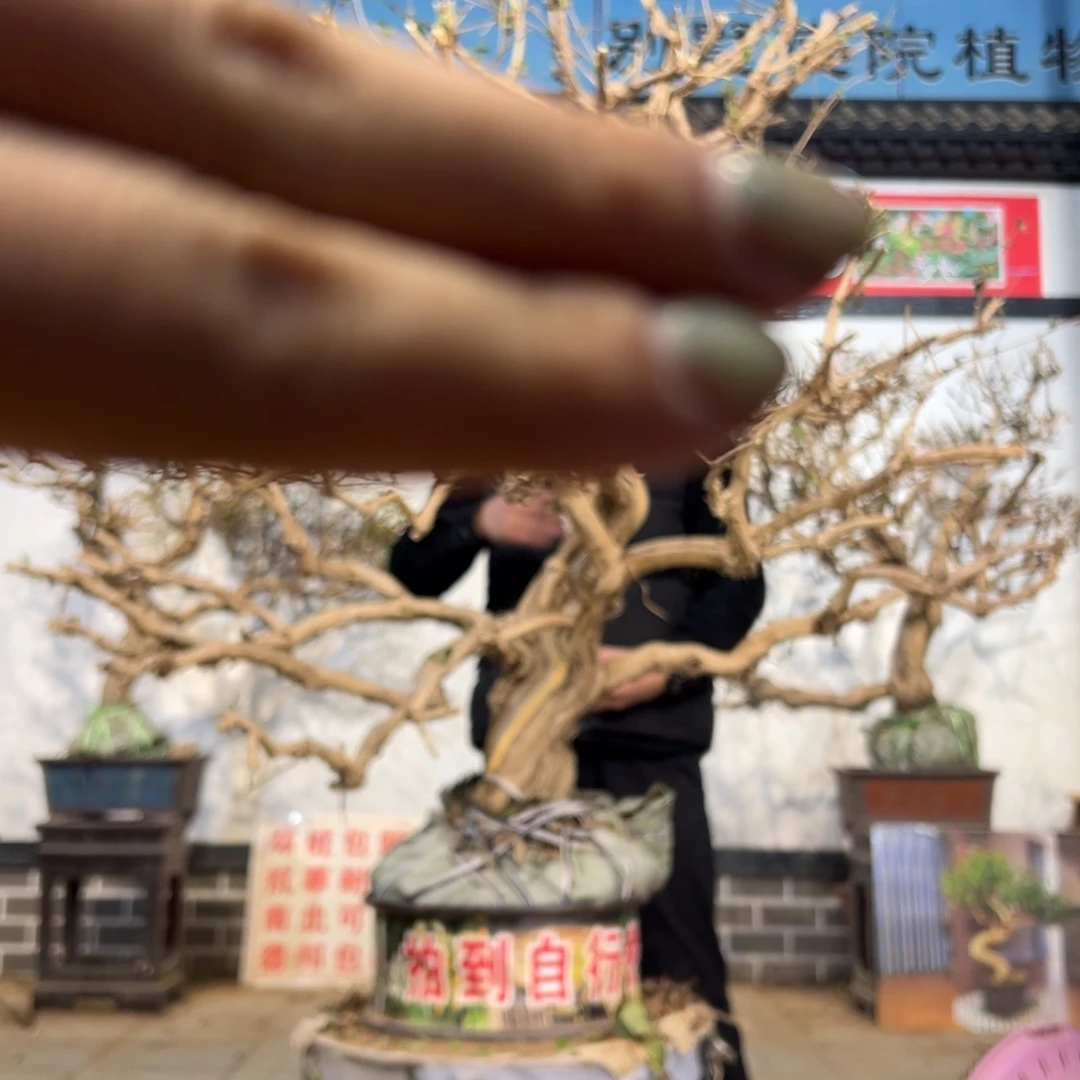 无花朵金银花开花26858889