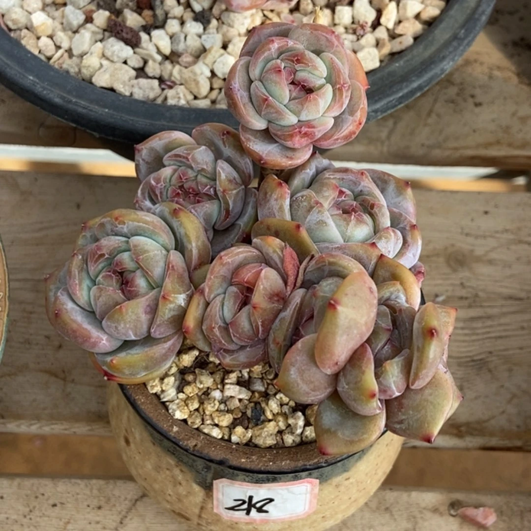 九头绿地紫心油脸粗腿