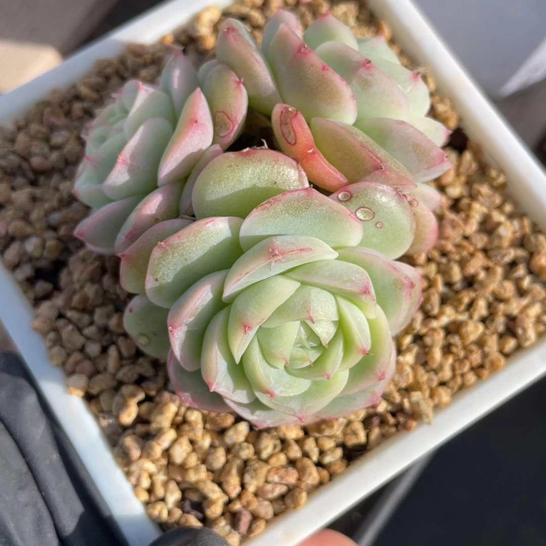 优选白芷珍妮1407