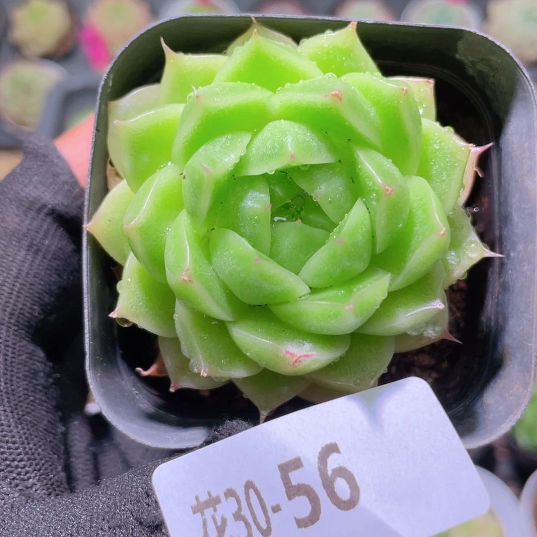 花利美30-56海王优选