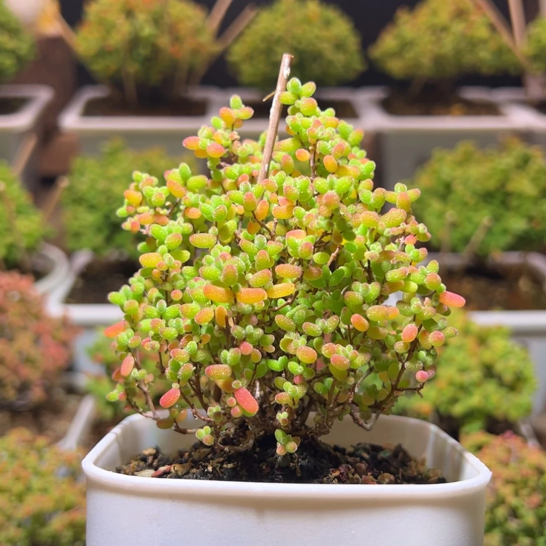 495蜜橘一物一拍带盆土发货