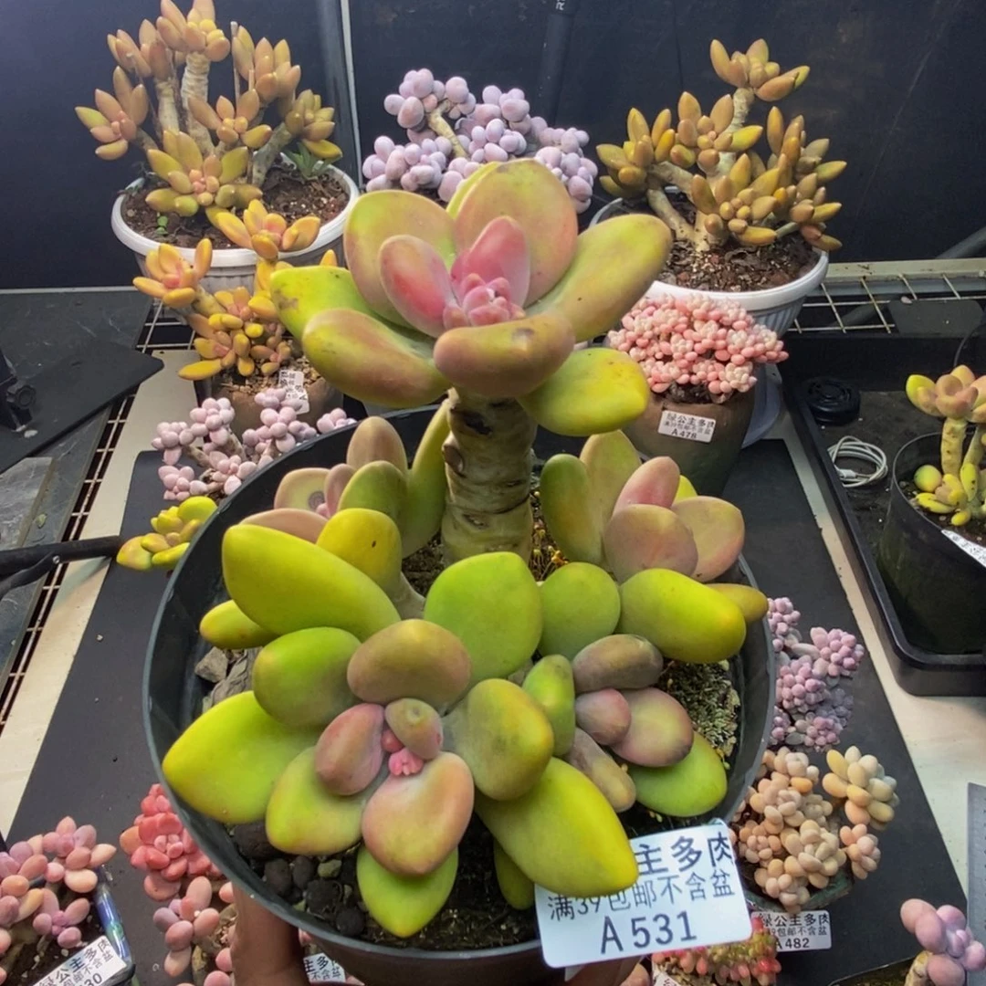 531芒果奶多肉12c m