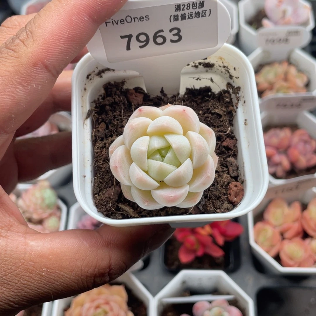 7963白桃汽水4.0厘米