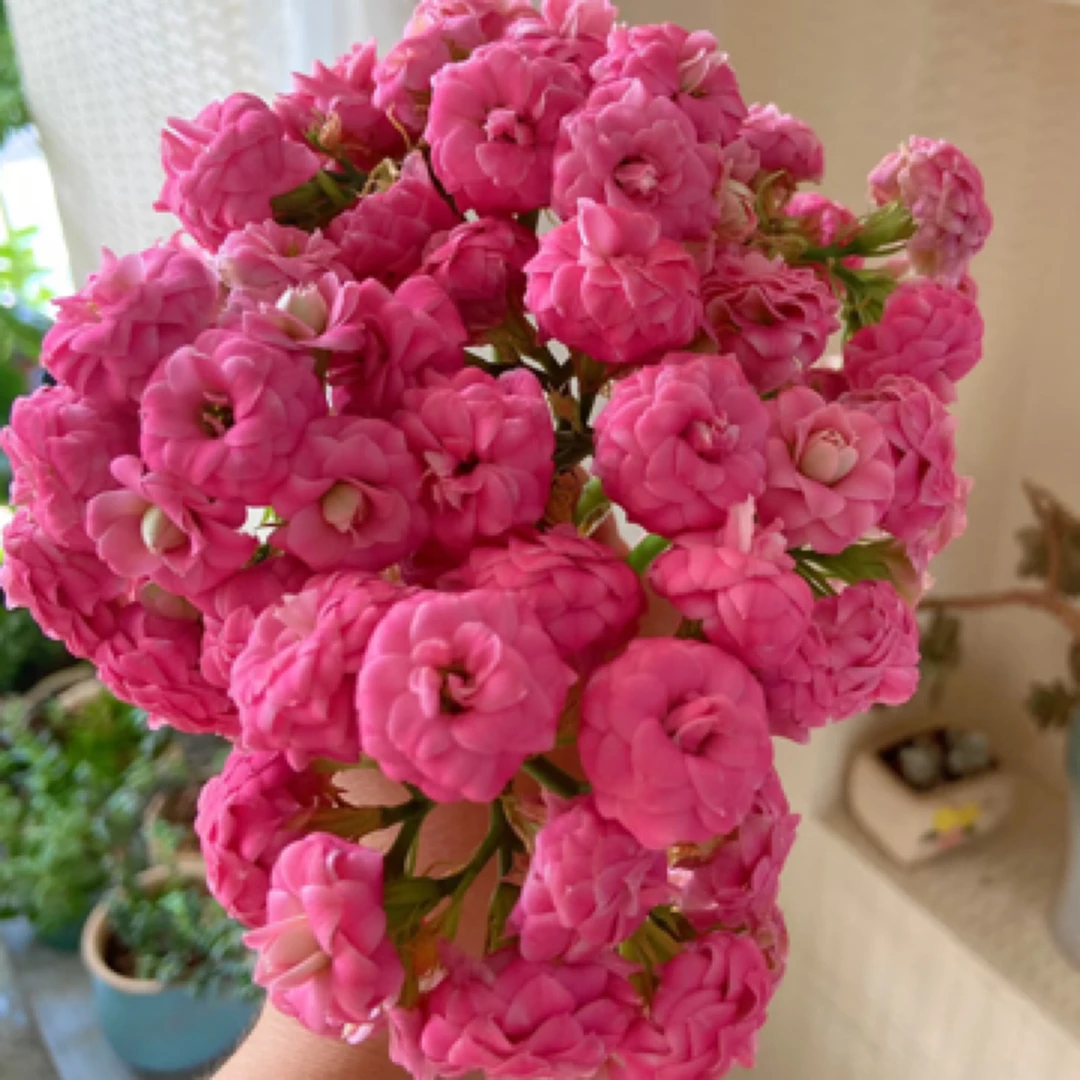 【独角兽110盆】 重瓣长寿带花苞 新手入门 室内懒人花盆栽