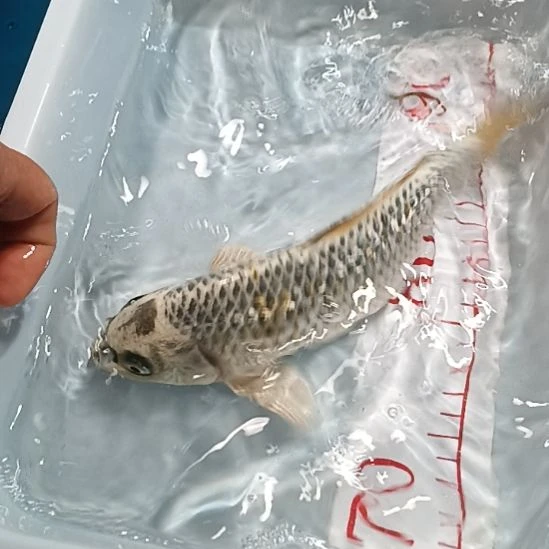 海水鱼锦鲤冷水鱼好养耐活