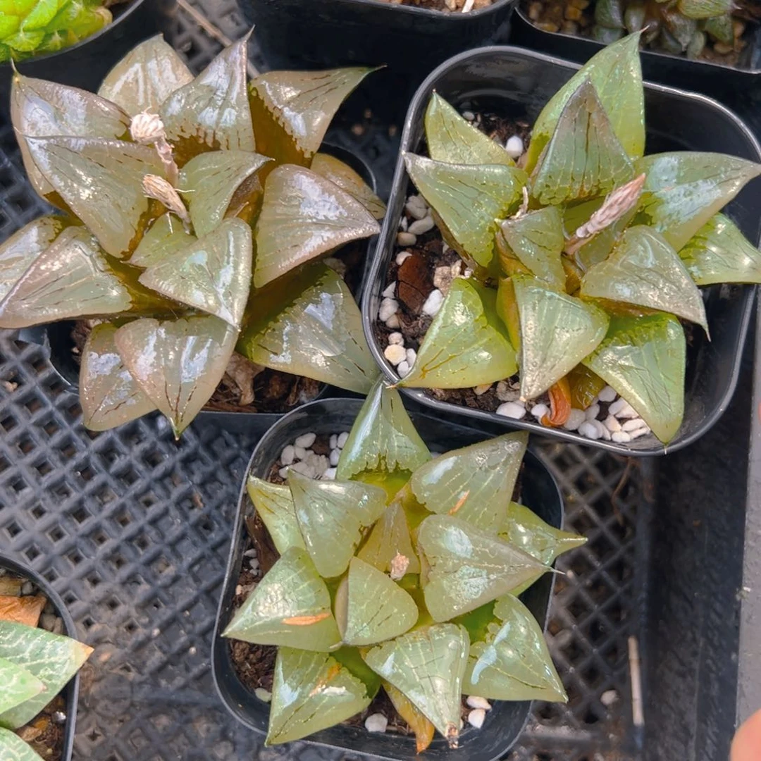 啊寒湖玉露多肉多肉一颗